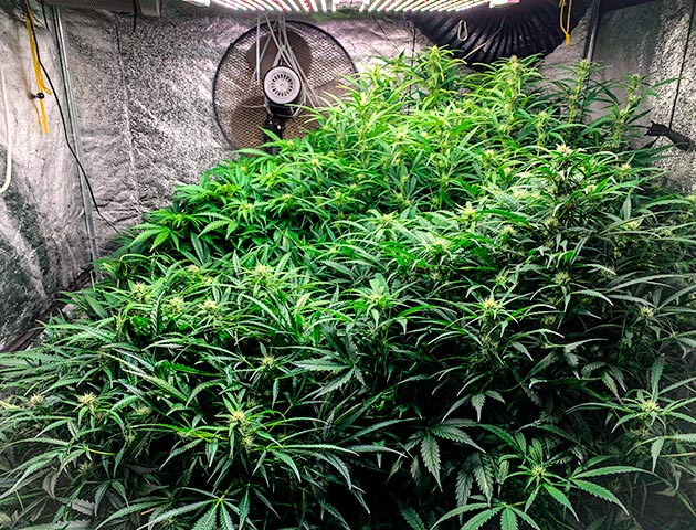 Гроурепорт сорта Auto Cinderella Jack