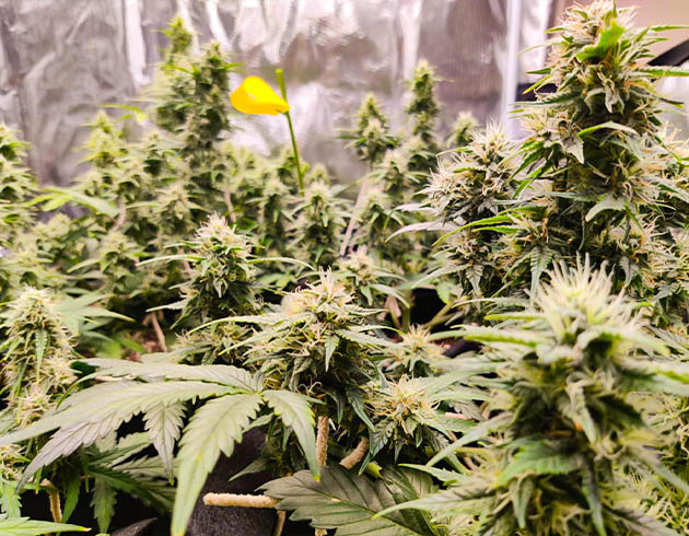 Борьба с запахами при выращивании Afghan Kush Ryder Auto Кусты марихуаны Afghan Kush Ryder Auto