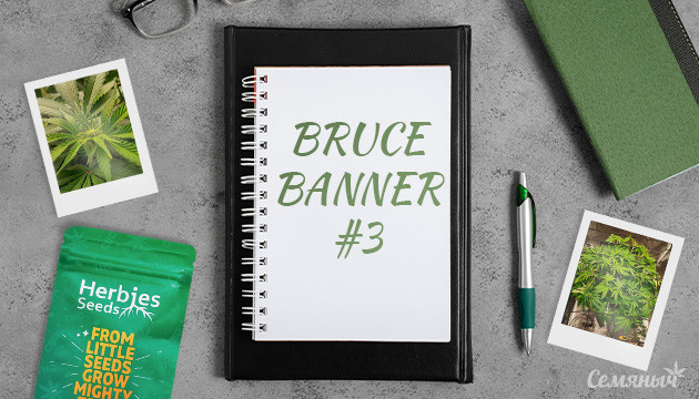 Гроурепорт по выращиванию сорта Bruce Banner #3