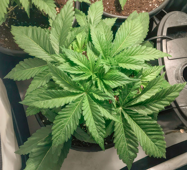 Изменения в составе удобрений и проведение топпинга Куст Mimosa Shot от Herbies Seeds ростом 31 см