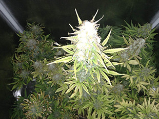 Созревшие соцветия марихуаны