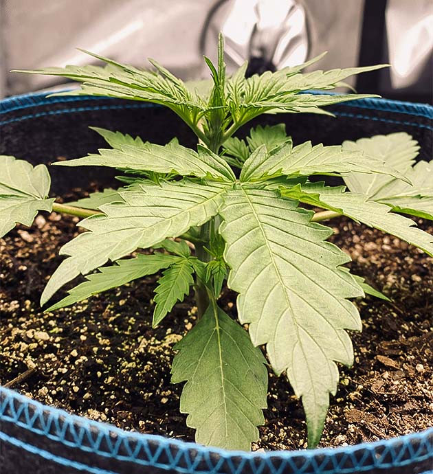 Куст ростом 6 см