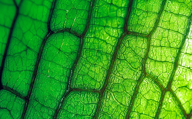 Получение гибридного организма при помощи биотехнологического метода Соматическая гибридизация каннабиса