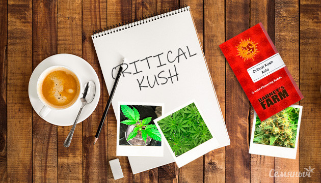 Гроурепорт по выращиванию сорта Critical Kush