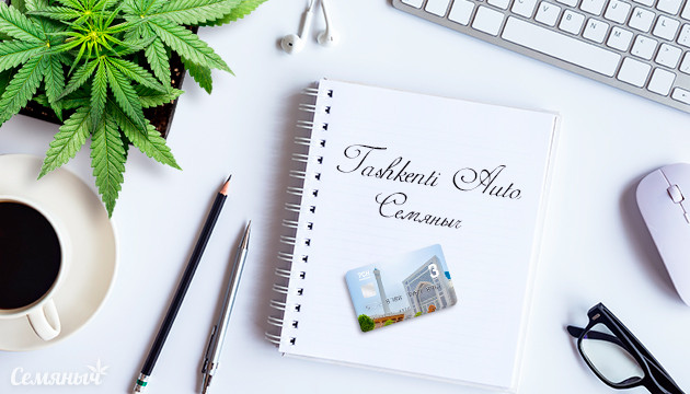 Выращивание сорта конопли Tashkenti Auto в индоре