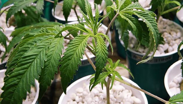 Проблемы обильного полива При переливе листья увядают