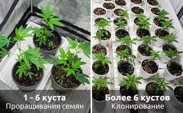 Как начать выращивать марихуану весной