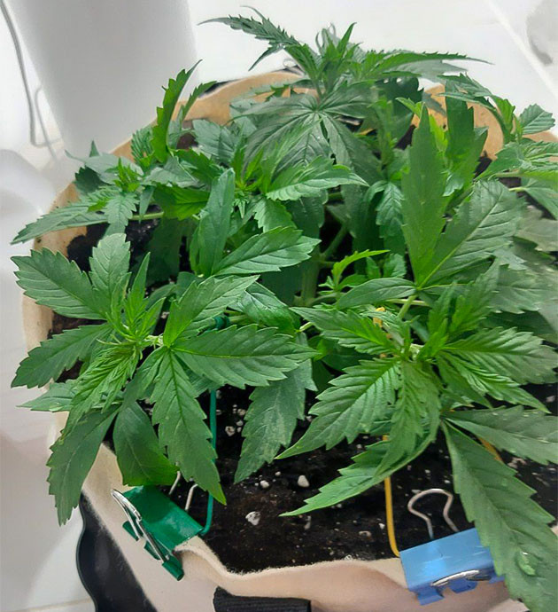 Аэрация для Critical Orange Punch Auto