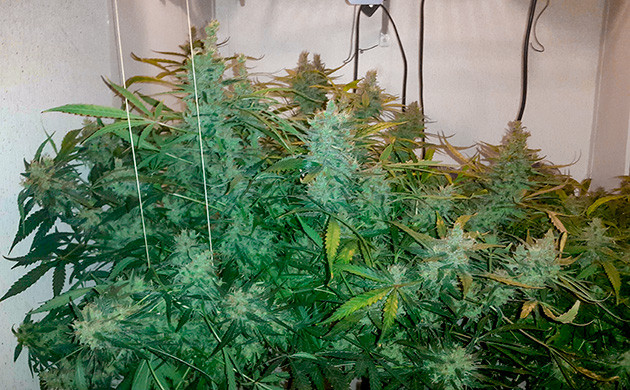 Подвязывание веток куста конопли