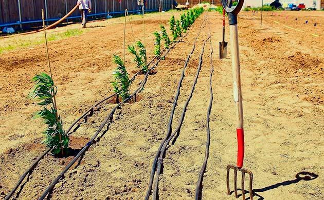 Конопля на огороде: особенности размещения и контроля Конопля, растущая на закрытой частной территории