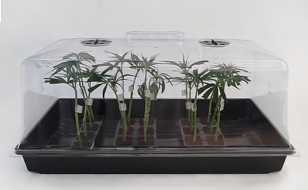 Подсадка клонов в пропагатор Пересадка клонов в пропагатор