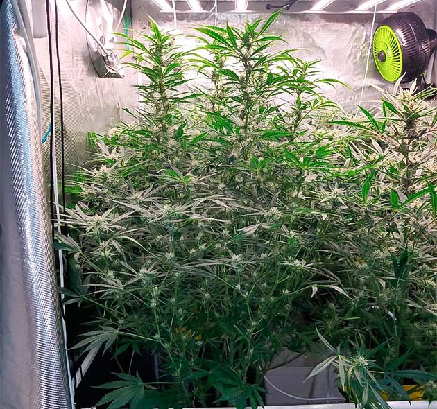 Борьба с жарой Amnesia Zkittlez Auto