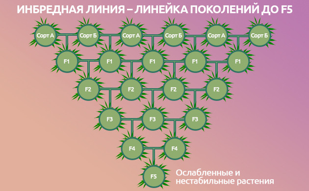 Инбридинг конопли