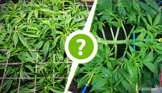 Сравнения методов ScrOG и LST