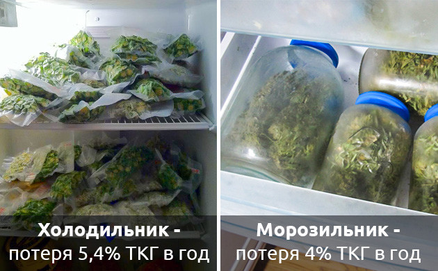 Потери ТГК при хранении в холодильнике и морозилке