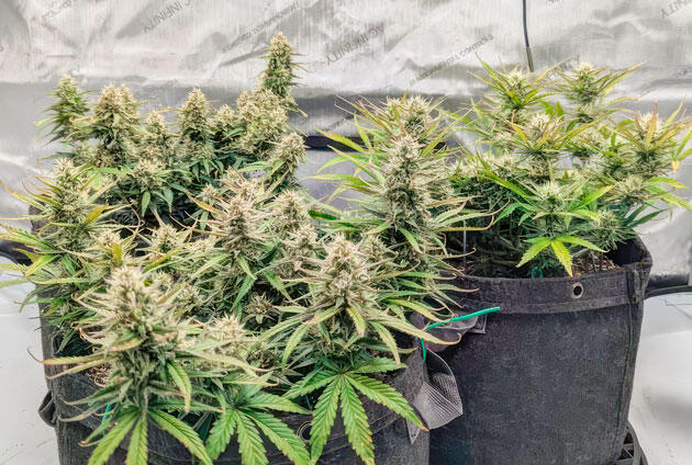 Кусты Strawberry Banana Auto на 8 неделе развития