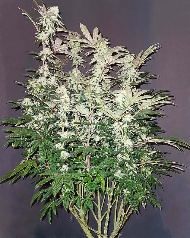 Белоснежные соцветия на кусте конопли