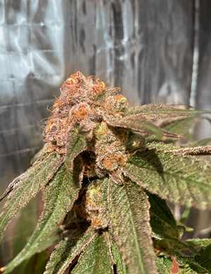 Соцветие Glookies