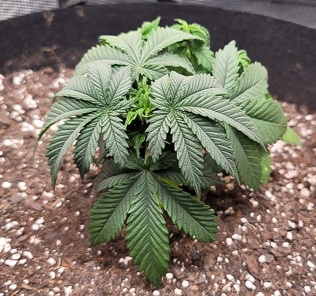 Режим полива Power Plant X