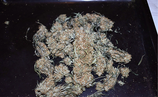 Недели 11-13 и харвест гроурепорта Завершение цветения и урожай