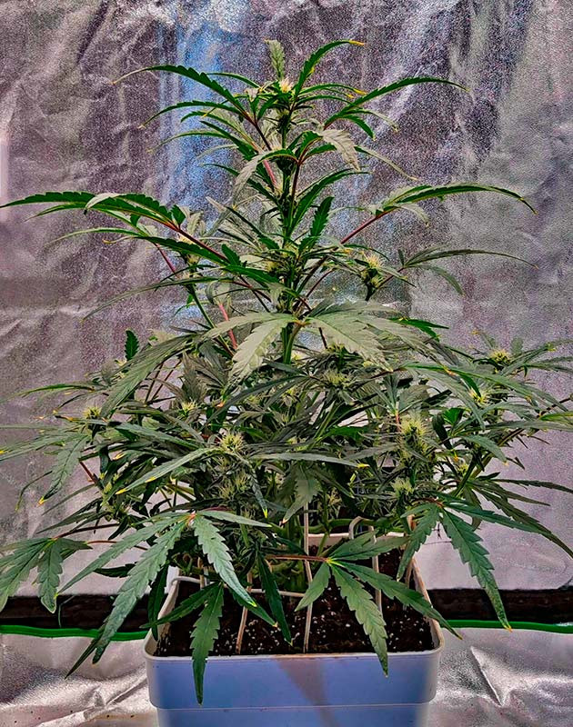 6 неделя роста куста Strawberry Gorilla Auto