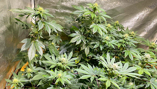 Начало цветения на 13 неделе выращивания