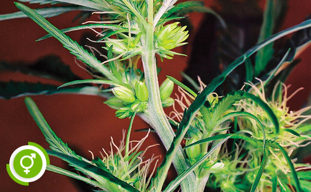 Мужские и женские признаки на кусте