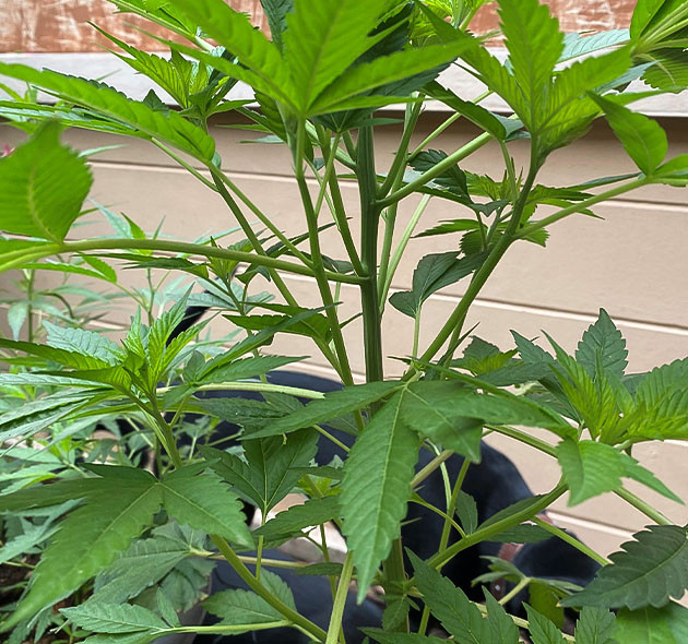 Стресс куста Голоса