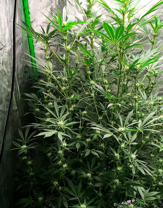 Рост в фазе цветения и наблюдения