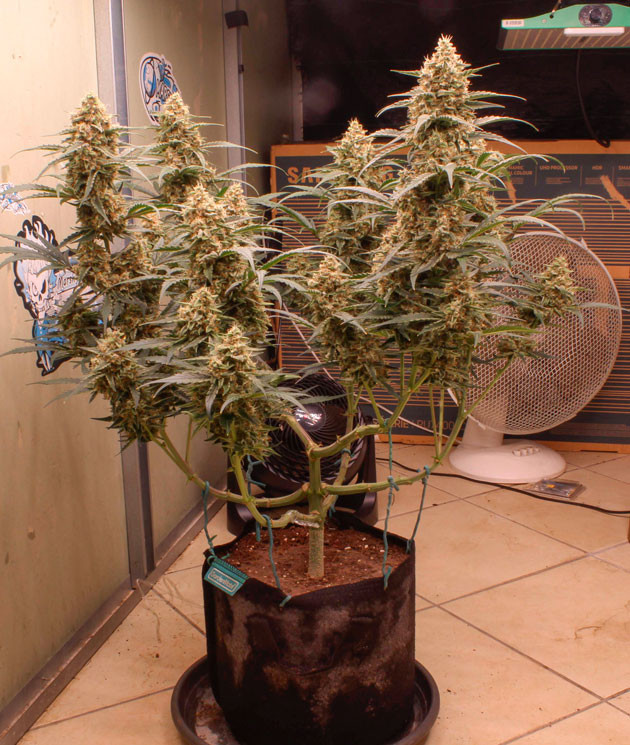 Куст конопли ростом 108 см
