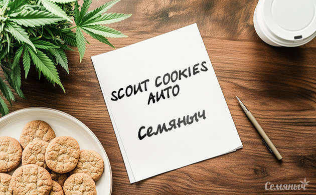 Гроурепорт по выращиванию сорта Scout Cookies Auto