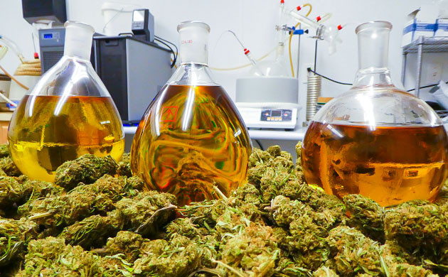 Получение экстрактов и масел из мужской конопли Экстракция мужских растений конопли