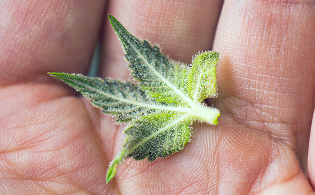 Листья с соцветий конопли