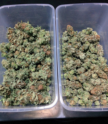 Собранный урожай Fruit Punch fem