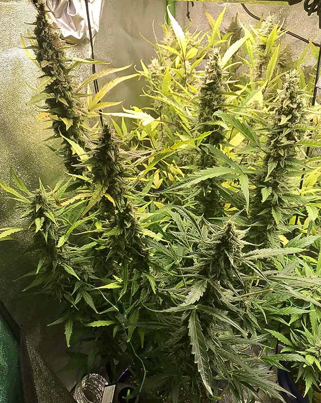 Растения высотой 30 сантиметров