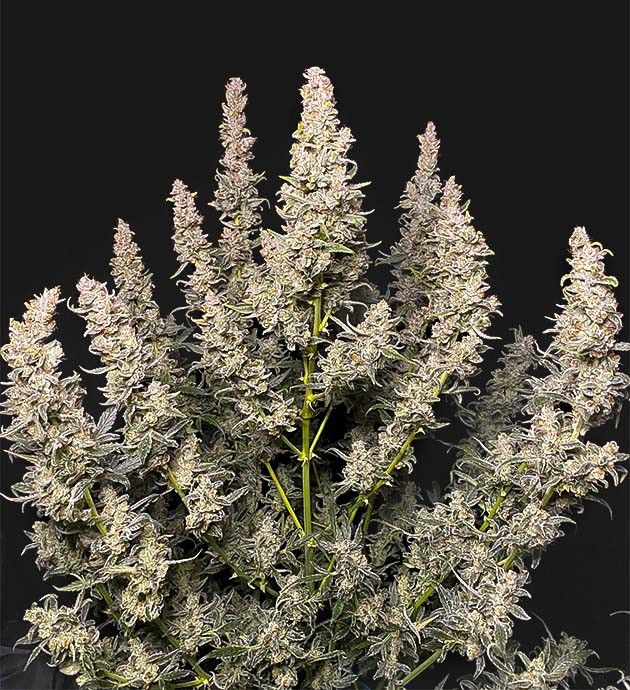 Куст конопли перед харвестом