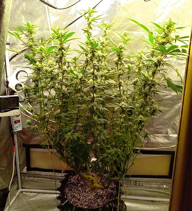 Куст Motor Breath от 7CH American на 15 неделе развития