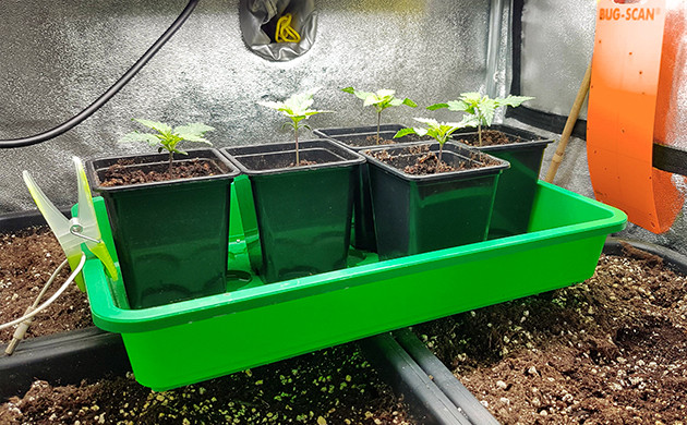 Ростки с двумя парами листьев