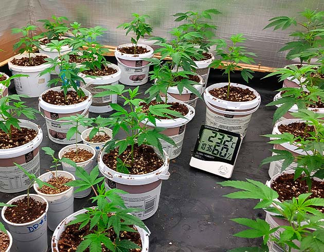 Развитие Godzilla Glue #4 с микоризой