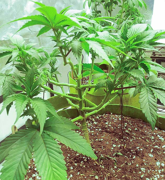 перевод на цветение куста Pineapple Chunk