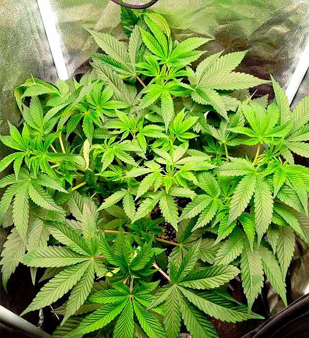 6-я неделя сорта Motor Breath от 7CH American