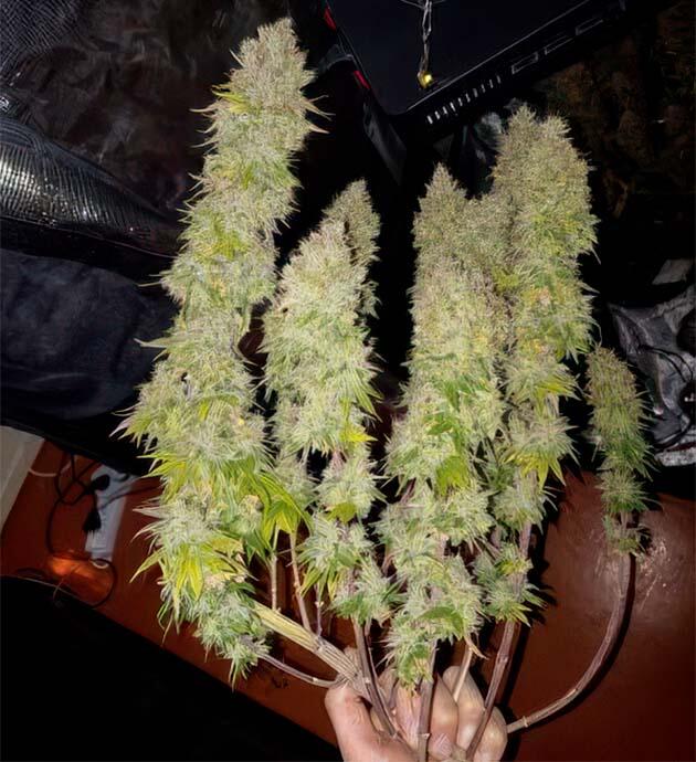 Созревшие шишки каннабиса