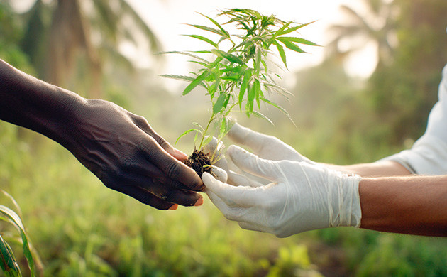 История происхождения сорта Power Plant