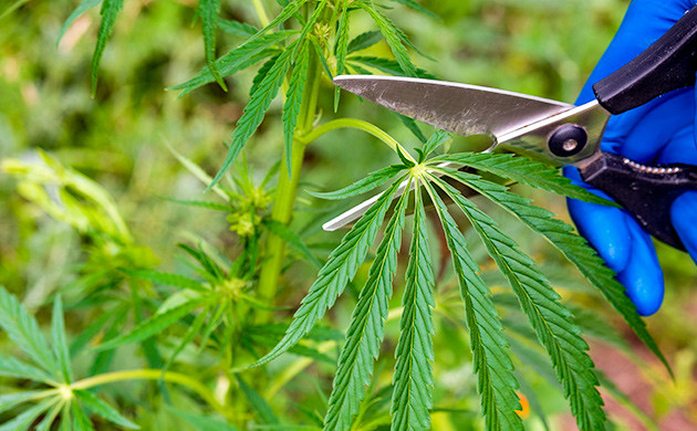Маникюр и обдув шишек сативы