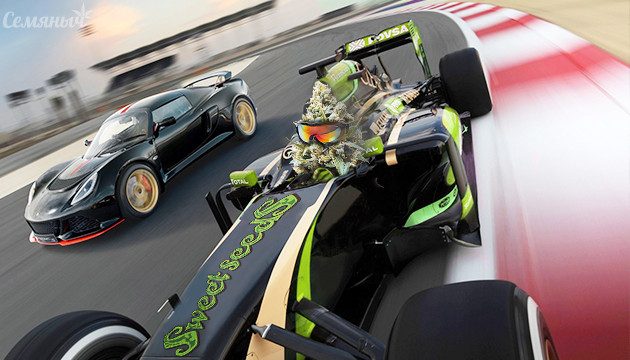 Быстрые сорта марихуаны от Sweet Seeds