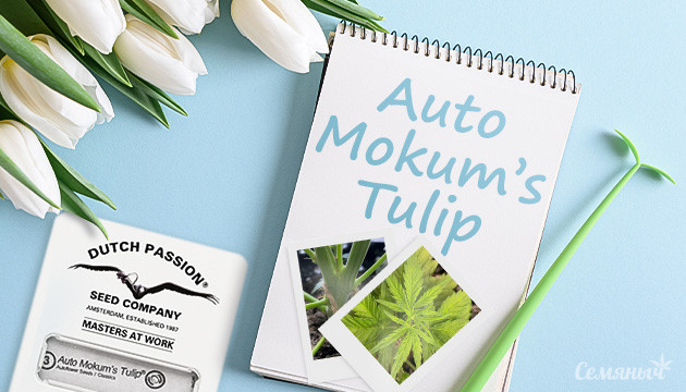 Знакомство с Auto Mokum’s Tulip от Dutch Passion