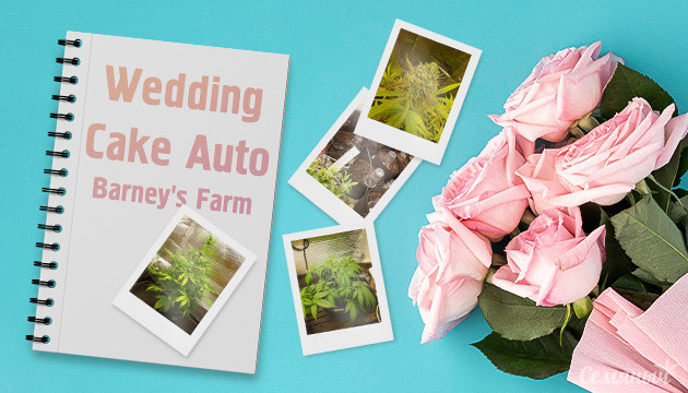 Выращивание сорта конопли Wedding Cake Auto в индоре
