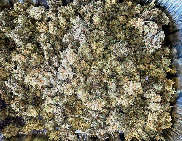 Сбор урожая Pineapple Chunk