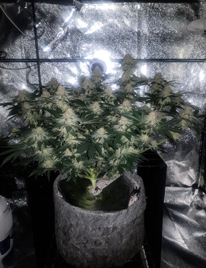 Цветущий куст в гроубоксе