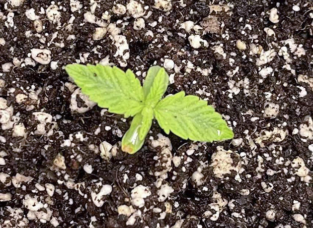 Росток Cherry Cola Auto от FastBuds